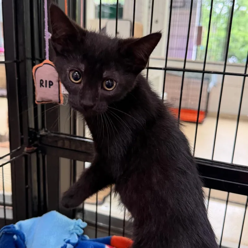 A baby small-sized male Black Domestic Short Hair cat named Hoagie for adoption in Deerfield, IL