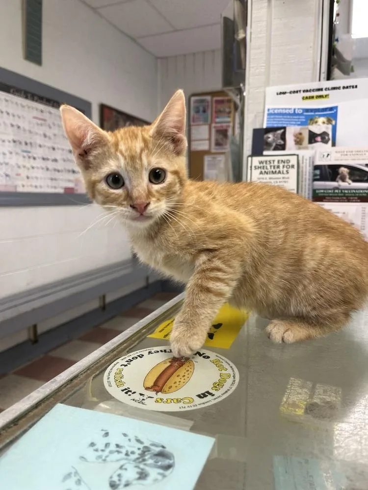 A young small-sized male Tabby (Orange / Red) Domestic Short Hair cat named Louie for adoption in Ontario, CA