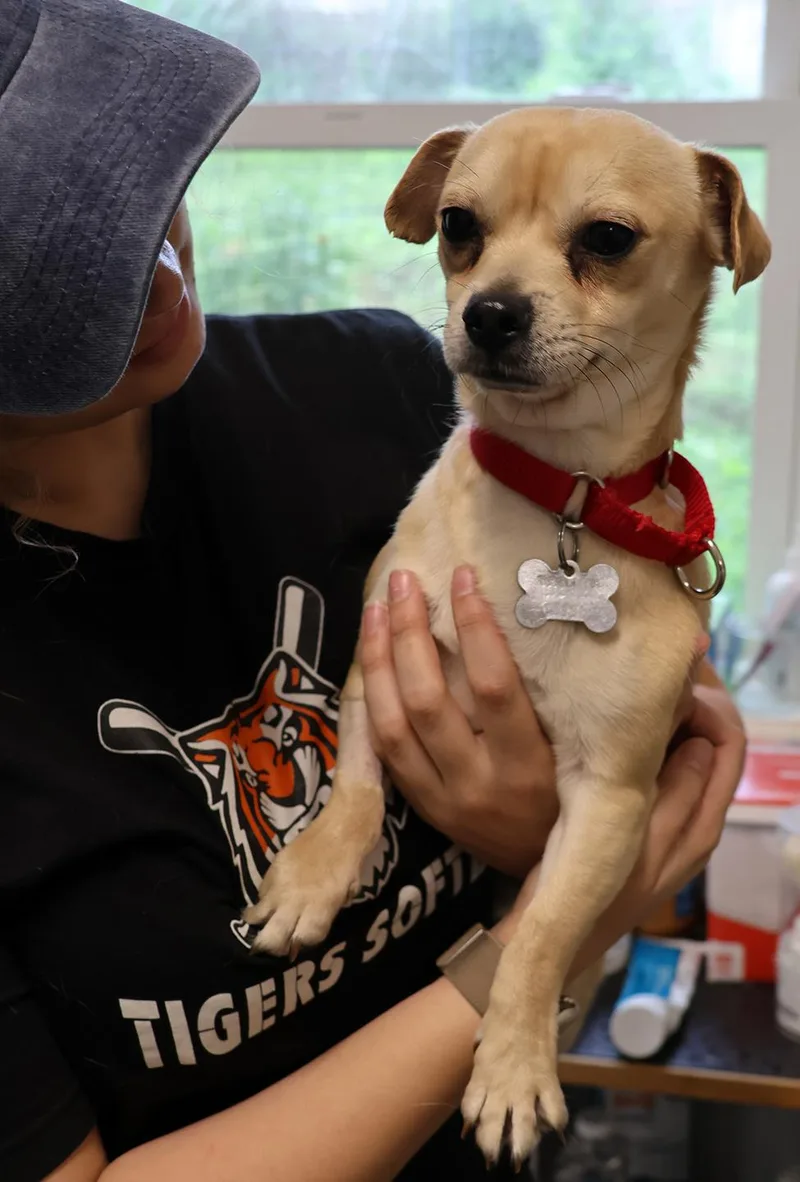 A baby small-sized female Apricot / Beige Chihuahua dog named Etta for adoption in Harrison, NY