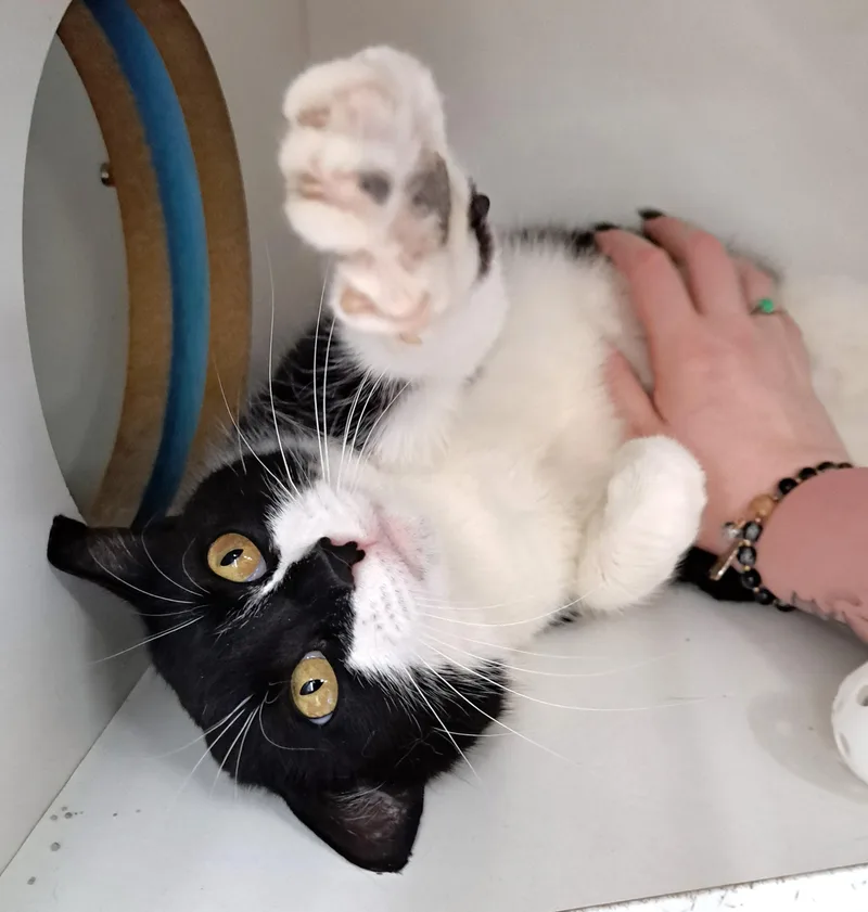 A young medium-sized female Black & White / Tuxedo Tuxedo cat named Heidi for adoption in New Albany, OH