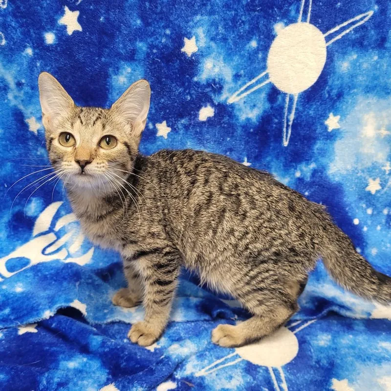 A baby small-sized female Brown / Chocolate Domestic Short Hair cat named Elle for adoption in Laredo, TX