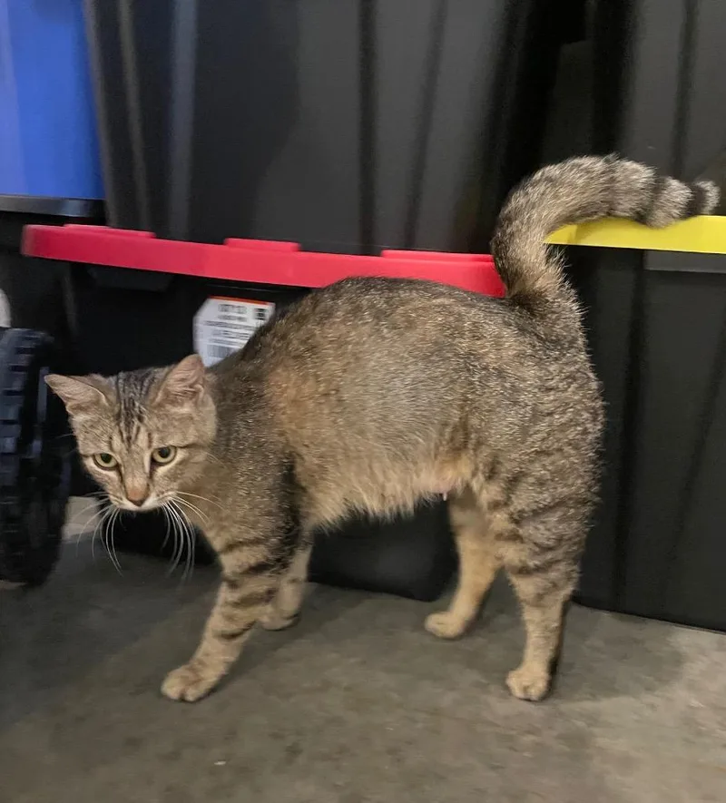 A young medium-sized female Domestic Short Hair cat named Gabi for adoption in Columbia, IL