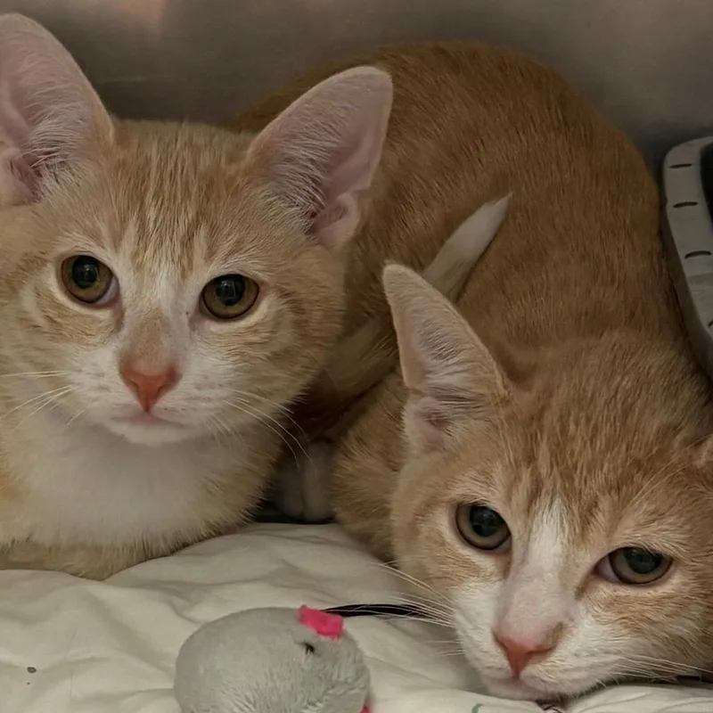 A baby small-sized male Orange / Red Domestic Short Hair cat named Crest for adoption in East Hanover, NJ