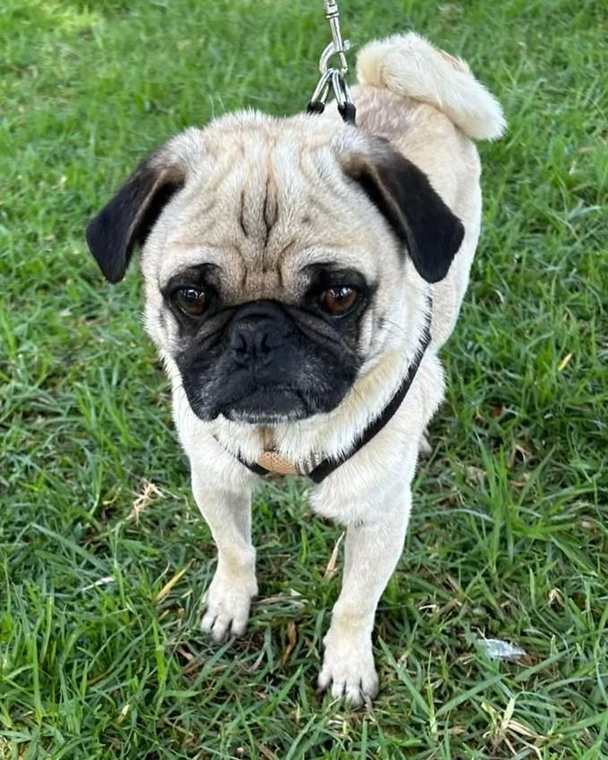 Chico