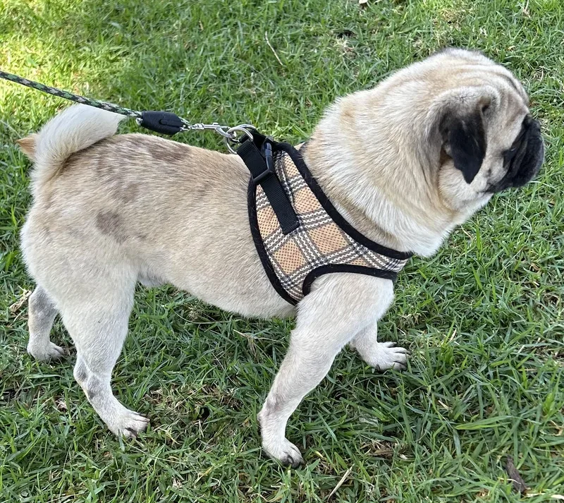 Chico thumbnail 3