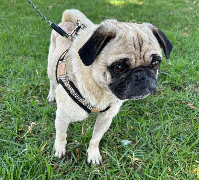 Chico thumbnail 4