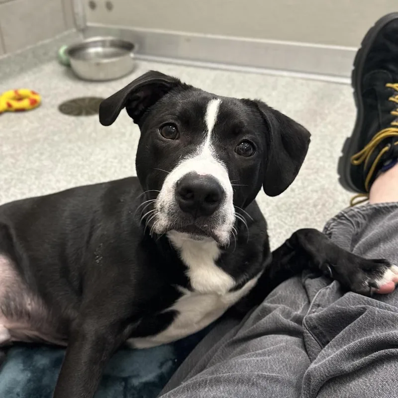 A young medium-sized male Mixed Breed dog named Bowie for adoption in Hinsdale, IL