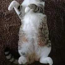 An adult medium-sized female Tabby cat named Hadley for adoption in Oceanside, CA