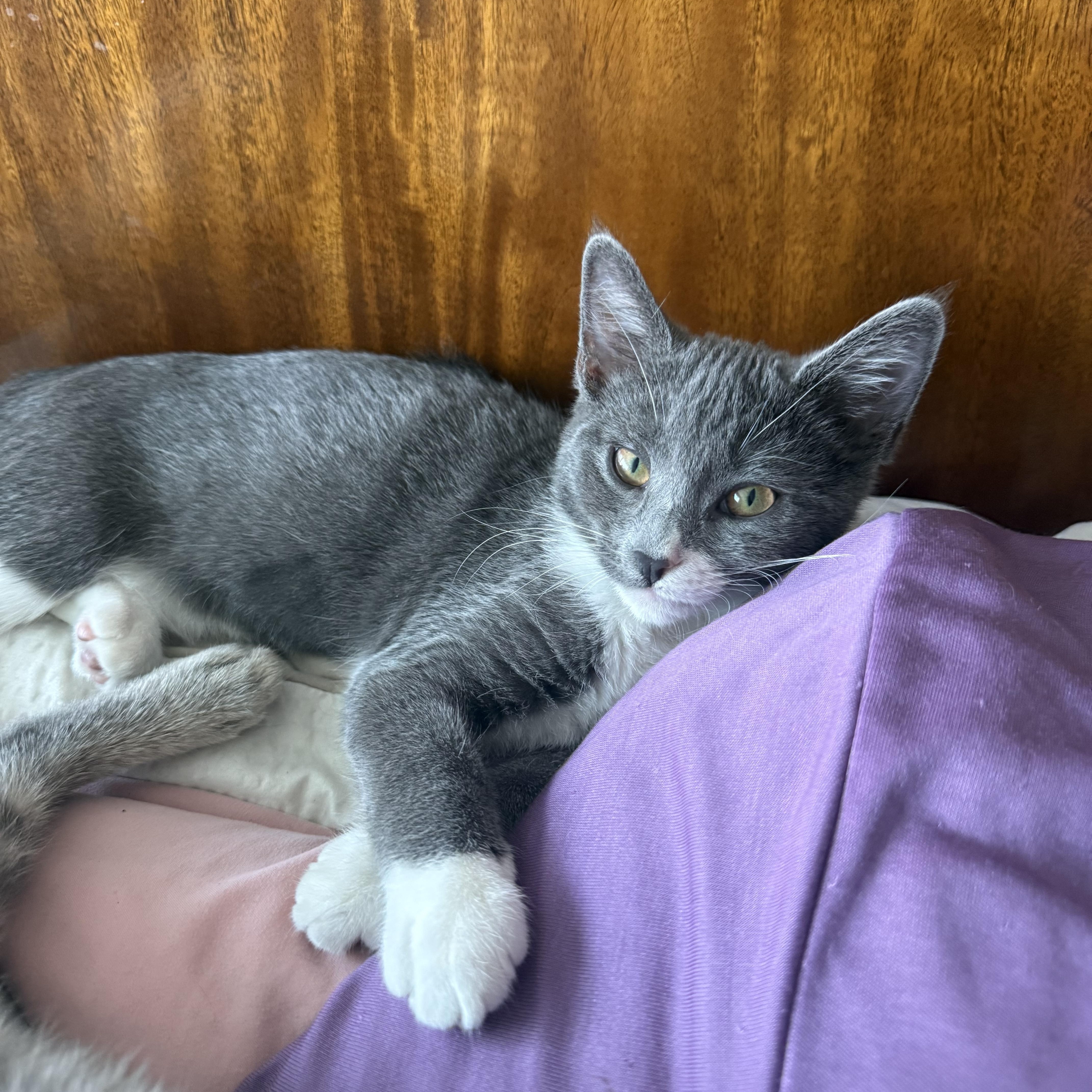 A baby medium-sized female Gray & White Domestic Short Hair cat named Maverick & Goose for adoption in San Jose, CA