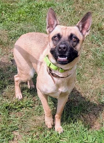 An adult small-sized female Black Mouth Cur dog named Sebrina for adoption in Akron, OH