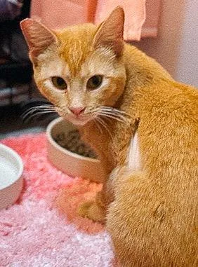 Mandolin thumbnail 2