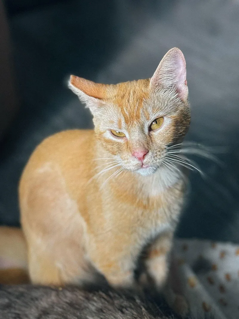 Mandolin thumbnail 3