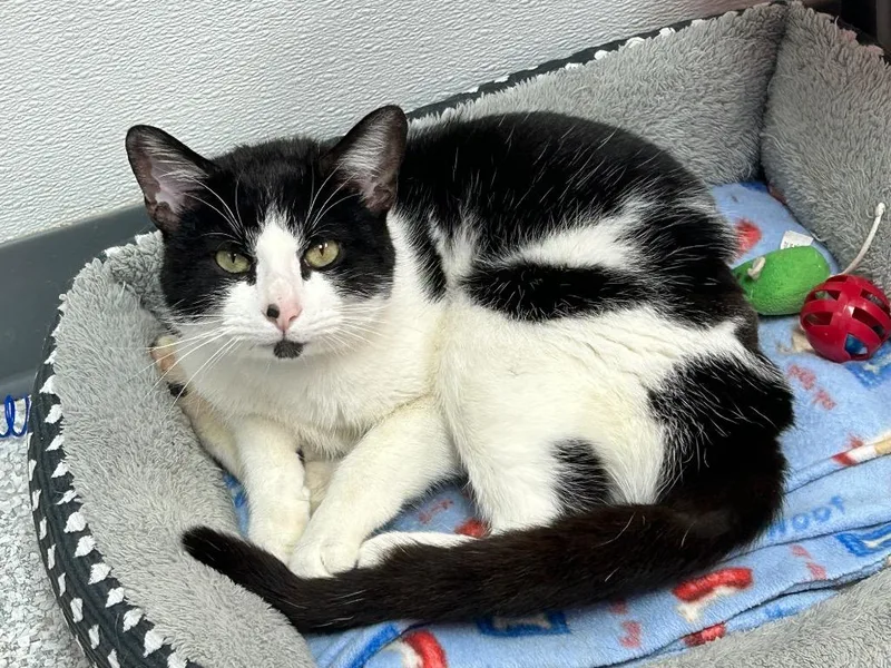 A young large-sized male Domestic Short Hair cat named Frogger for adoption in Washington Court House, OH