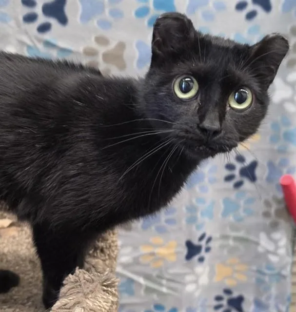 A young medium-sized female Domestic Short Hair cat named Mimosa for adoption in Anchorage, AK
