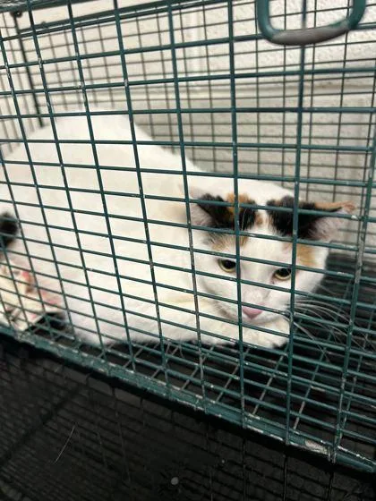 An adult medium-sized female Domestic Short Hair cat named Pancake for adoption in Knoxville, TN