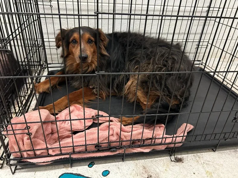 An adult medium-sized male Mixed Breed dog named Chicken Man for adoption in Chickamauga , GA