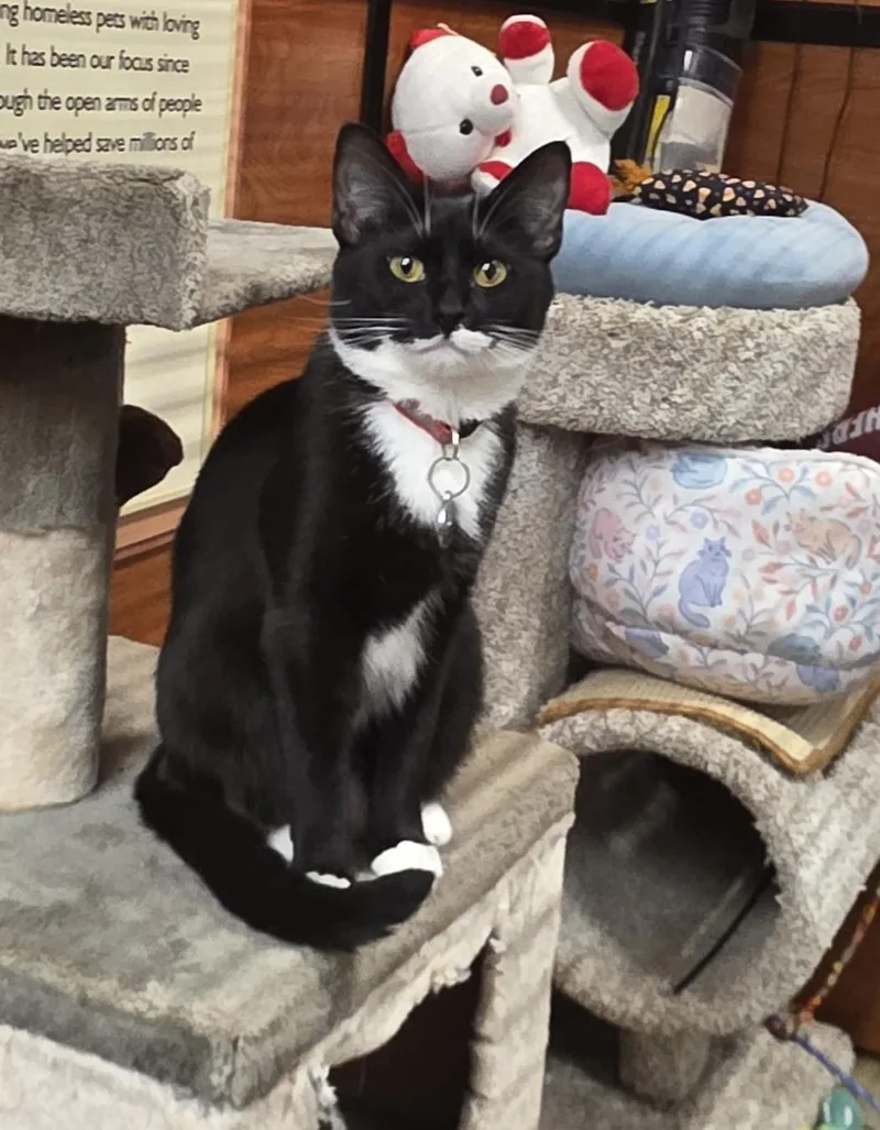 A young medium-sized female Tuxedo cat named Virginia for adoption in North Bergen, NJ