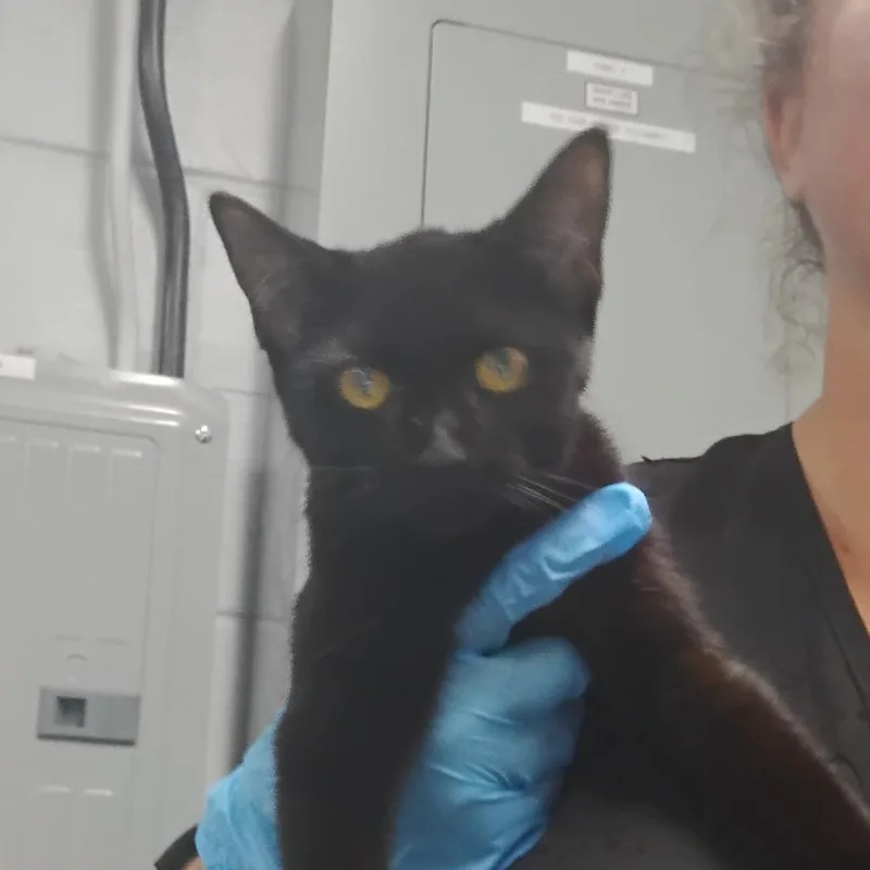 A young small-sized female Black Domestic Short Hair cat named Funky @ Pet Supermarket for adoption in Summerville, SC
