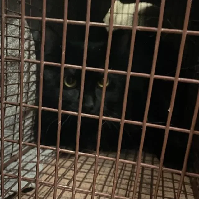 A young medium-sized male Domestic Short Hair cat named Tyson for adoption in San Jose, CA