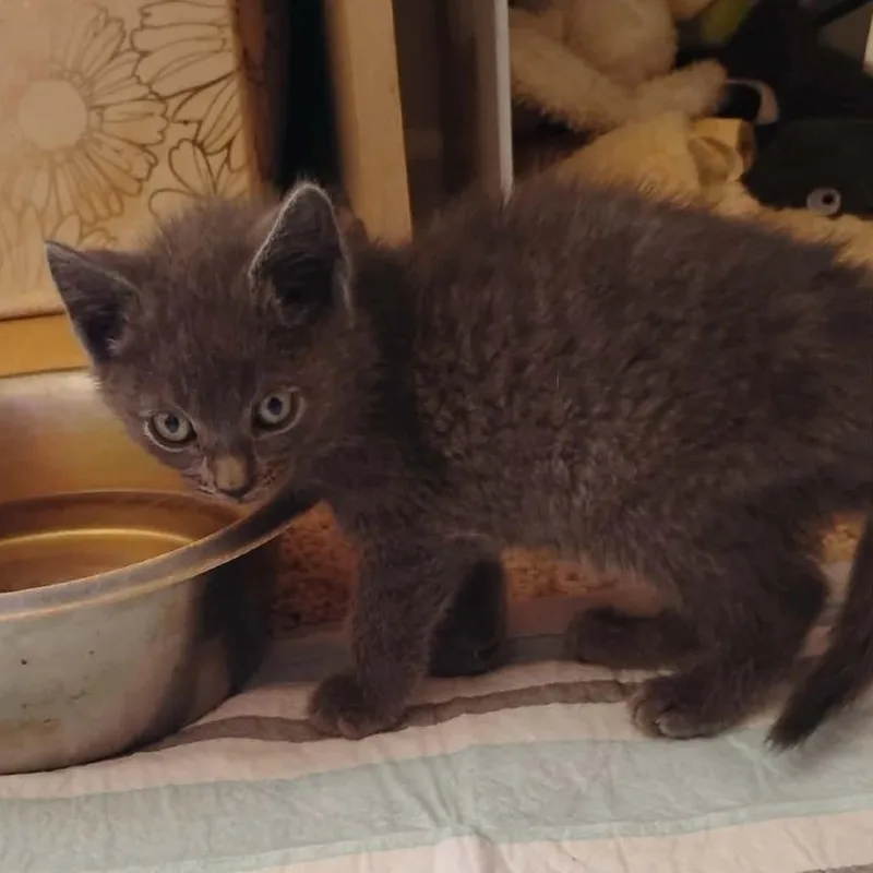 A baby small-sized male Gray / Blue / Silver Domestic Short Hair cat named Billy for adoption in Washington, DC