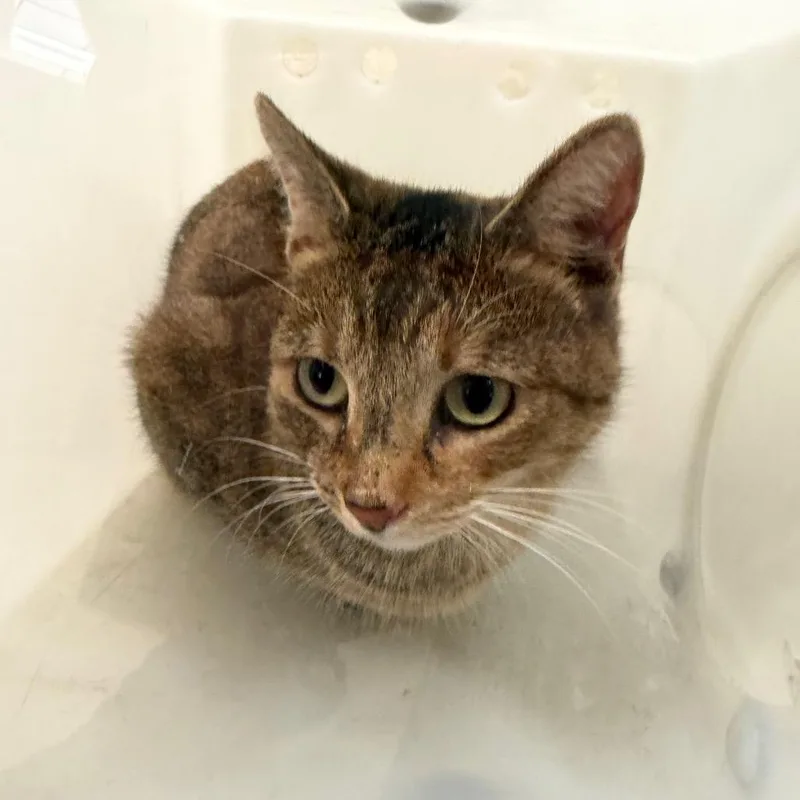 An adult medium-sized female Brown / Chocolate Domestic Short Hair cat named Georgia for adoption in Birmingham, AL