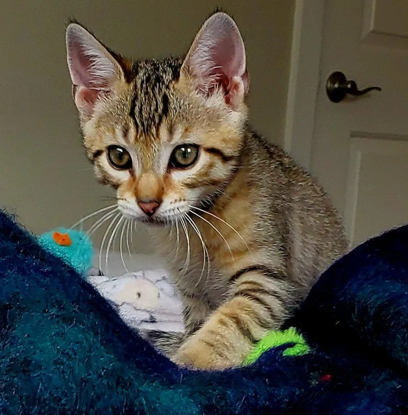 A baby medium-sized male Tabby cat named Joshua Winsomefivesome for adoption in Houston, TX
