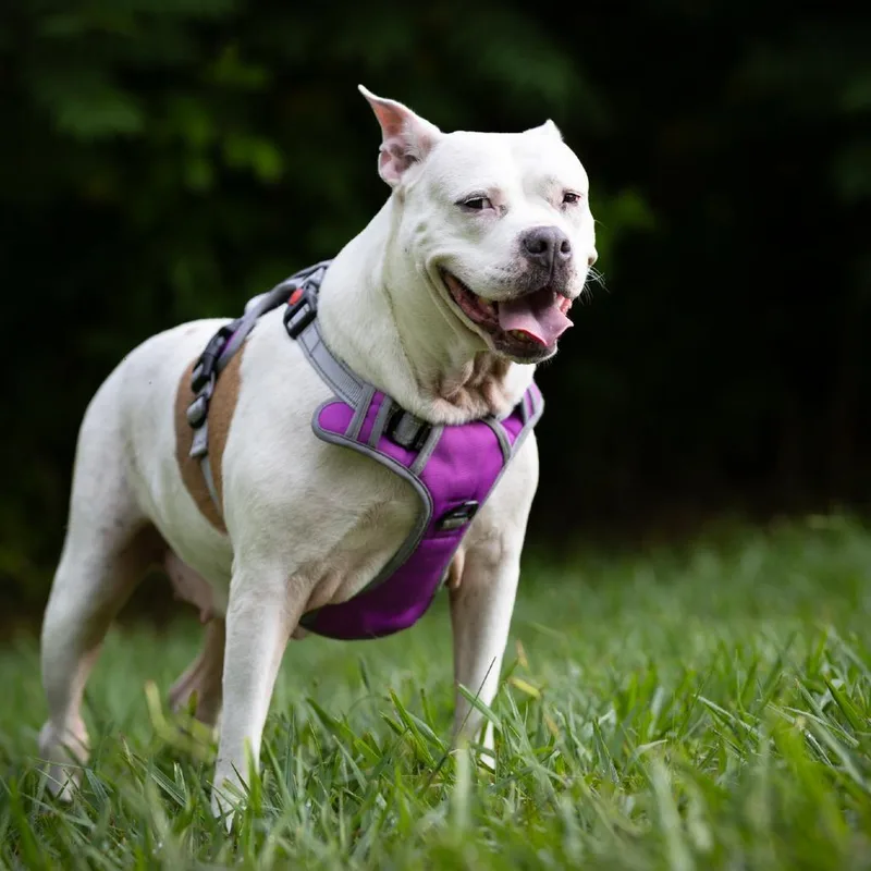 Sweety Pie thumbnail 2