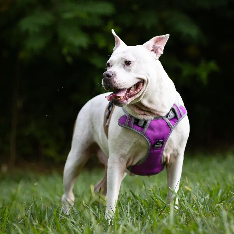 Sweety Pie thumbnail 4