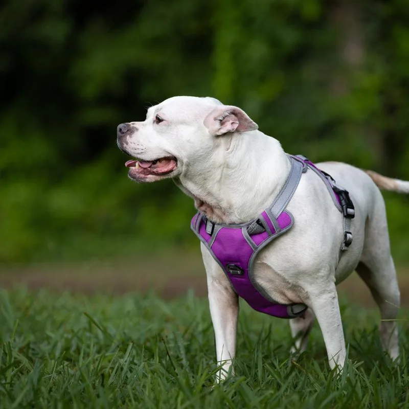 Sweety Pie thumbnail 5