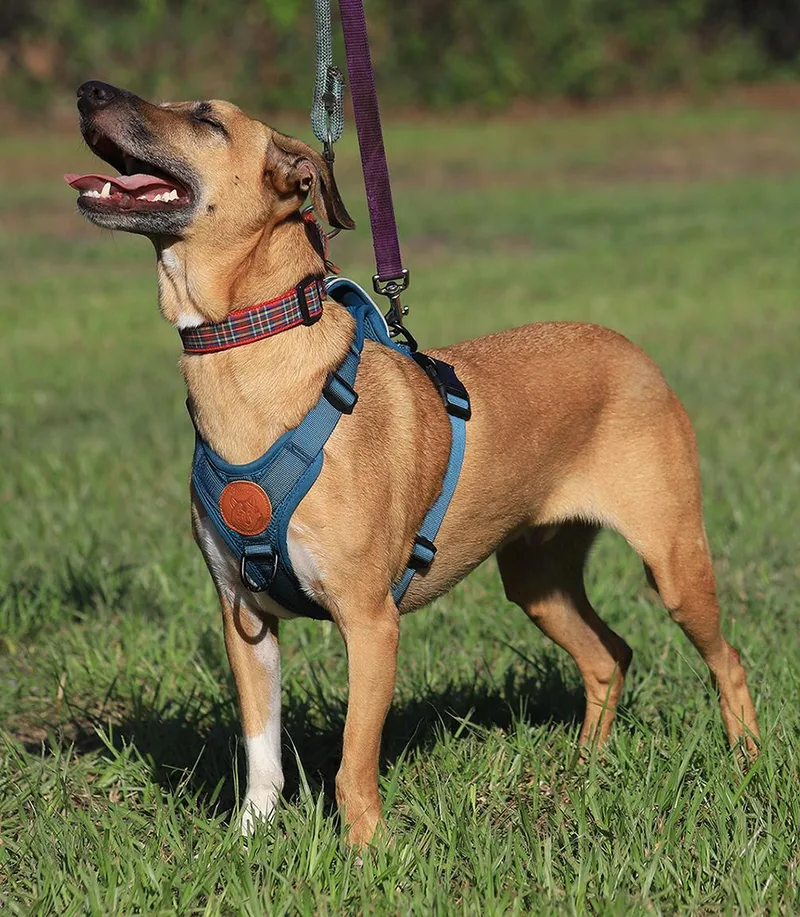 A young medium-sized male Terrier dog named Levi for adoption in North Fort Myers, FL