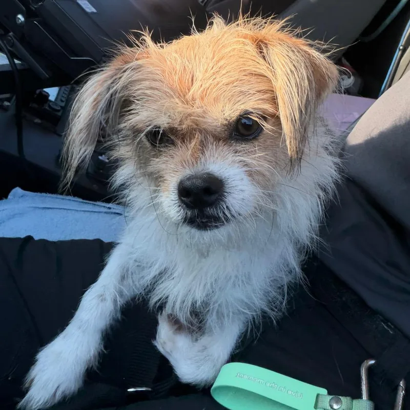 An adult small-sized male White / Cream Cairn Terrier dog named Toby for adoption in Galveston, TX