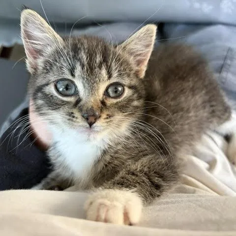 A baby small-sized female Brown / Chocolate Domestic Short Hair cat named Silver C for adoption in Minnetonka, MN