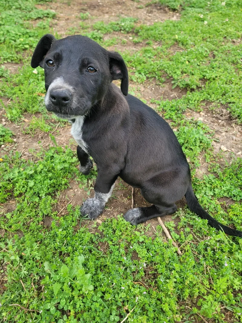 A baby small-sized male Australian Cattle Dog / Blue Heeler dog named Jake for adoption in Welling, OK