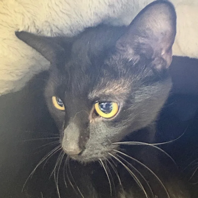 An adult medium-sized female Black Domestic Short Hair cat named Minerva for adoption in Morrisville, VT