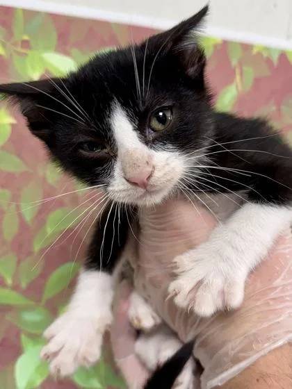 A young small-sized male Domestic Short Hair cat named Coppertone for adoption in San Antonio, TX