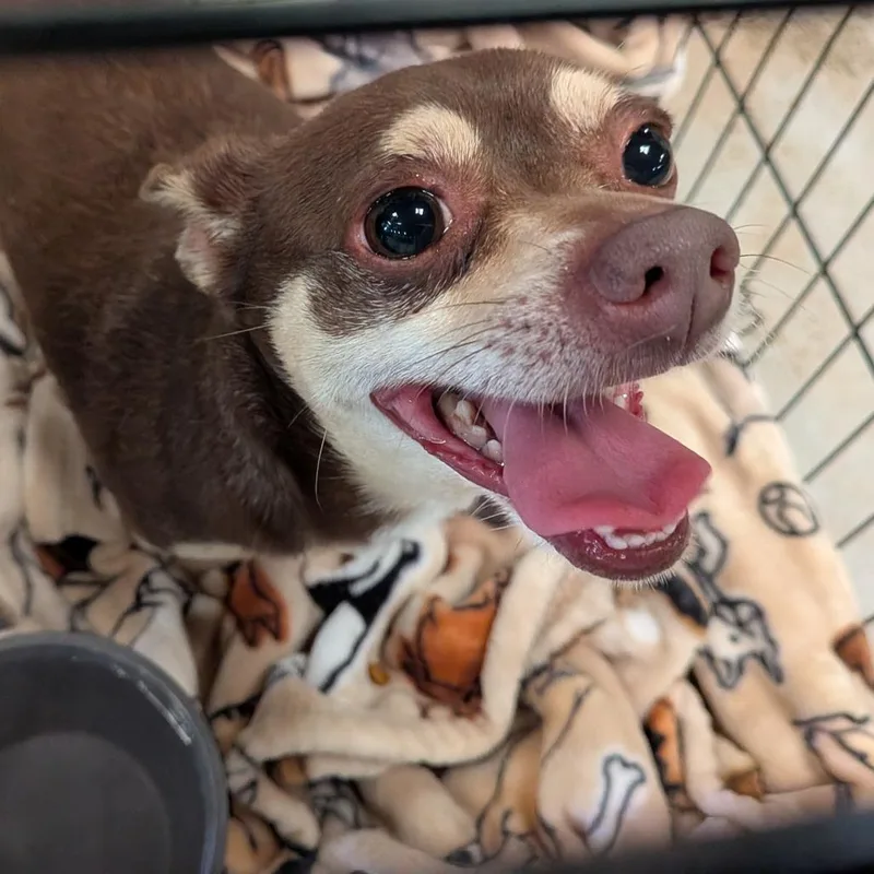 An adult small-sized female Black Mixed Breed dog named Tara for adoption in Leander, TX