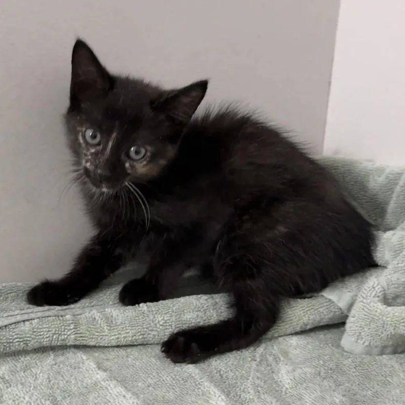 A baby small-sized female Domestic Short Hair cat named Sprinkles for adoption in Cumming, GA