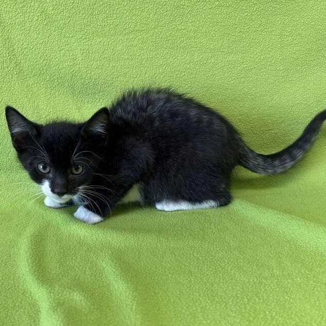 A baby medium-sized male Domestic Short Hair cat named Percy for adoption in Valdosta, GA