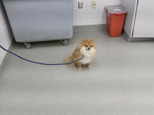 An adult small-sized male Pomeranian dog named Tom for adoption in Omaha, NE