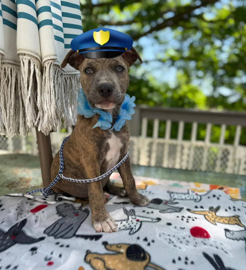 A baby medium-sized male Bicolor Boxer dog named Sarge for adoption in White Lake, MI