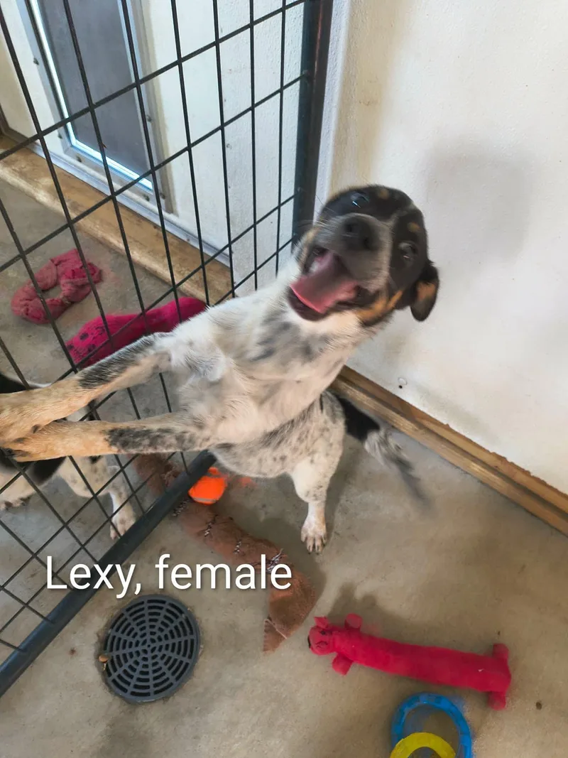 Lexy