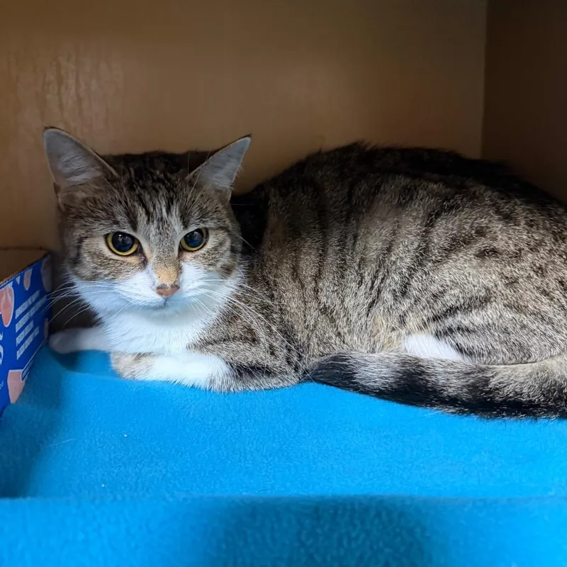 A young medium-sized female Gray / Blue / Silver Domestic Short Hair cat named Dovey for adoption in Madisonville, KY