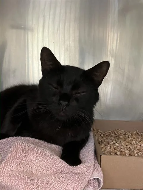 A young small-sized male Domestic Medium Hair cat named Jolly for adoption in Long Beach, CA