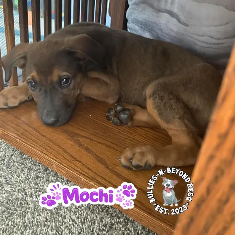 A baby large-sized female Mixed Breed dog named The M Litter; Mochi for adoption in Omaha, NE