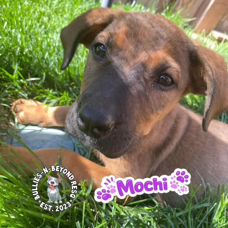 The M Litter; Mochi thumbnail 2