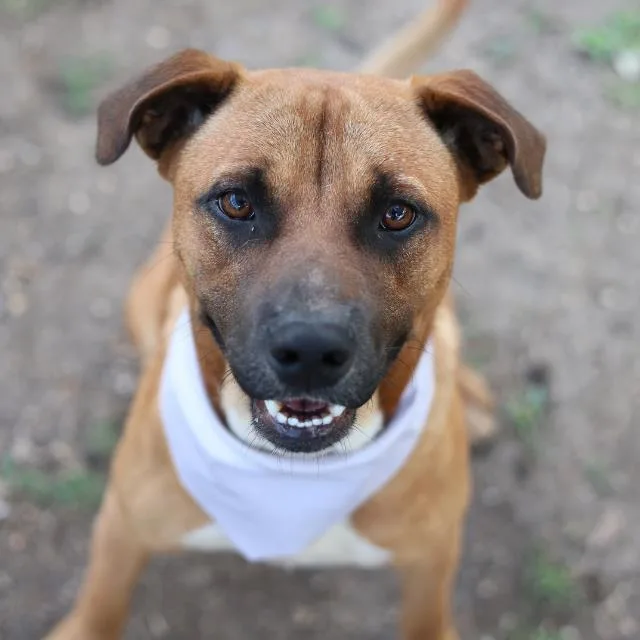 A young medium-sized male Shepherd dog named Winston for adoption in San Antonio, TX