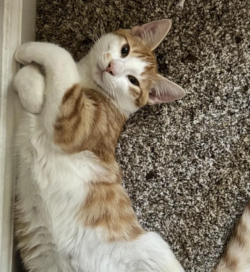 Pete The Cat thumbnail 2