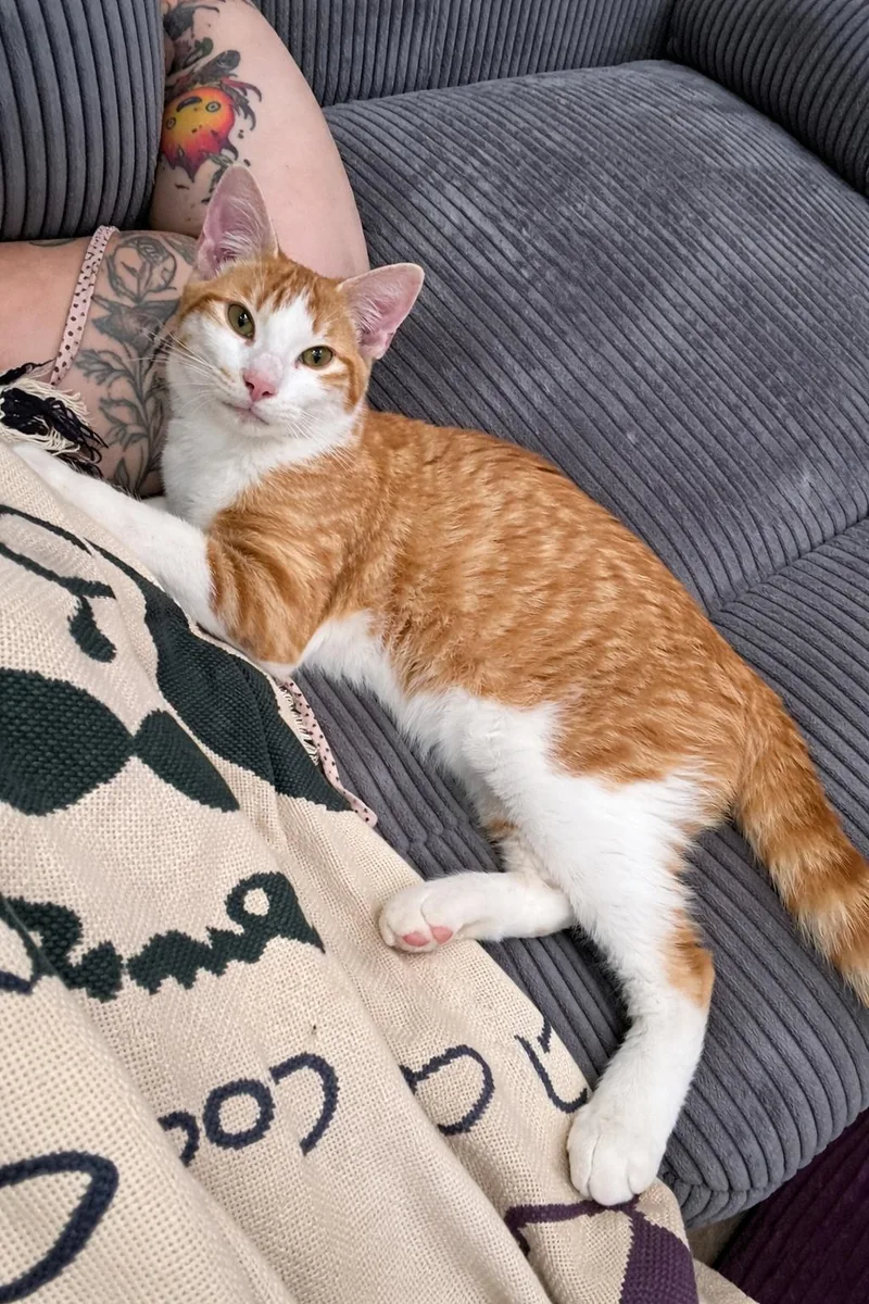 Pete The Cat thumbnail 4