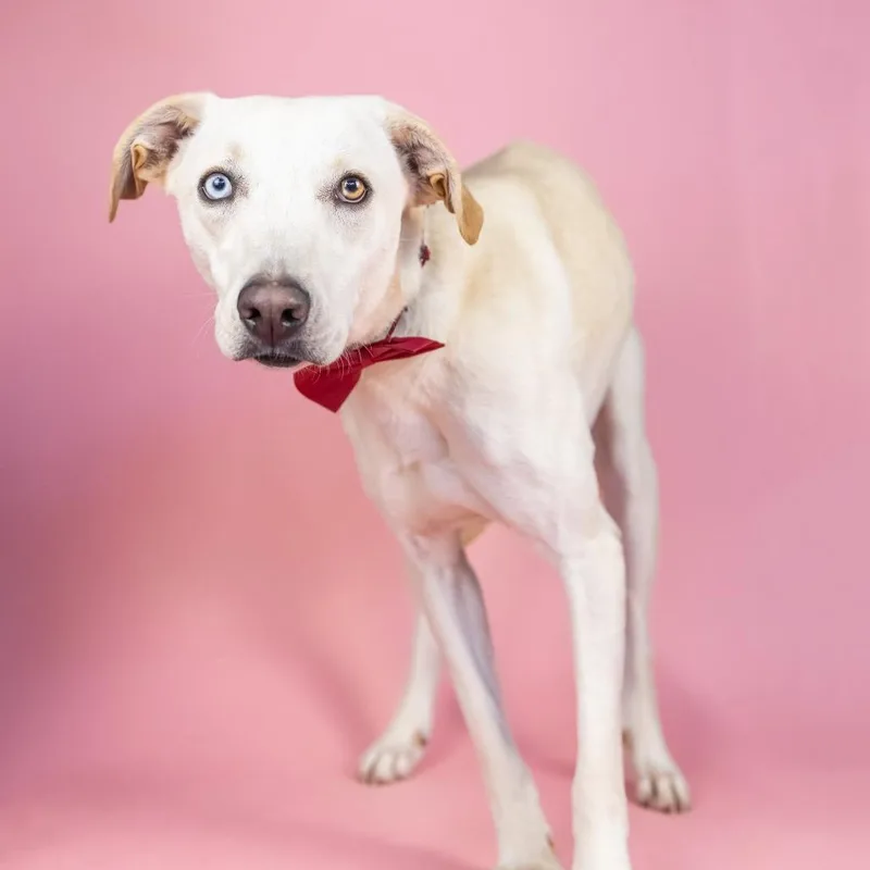 An adult medium-sized male White / Cream Mixed Breed dog named Bronson for adoption in Portland, OR