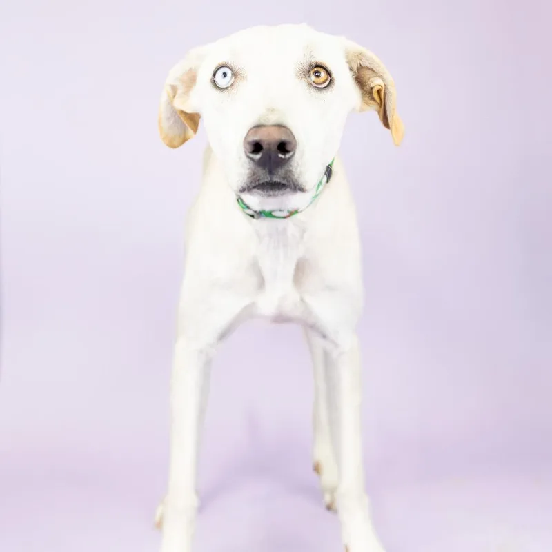 Bronson thumbnail 3